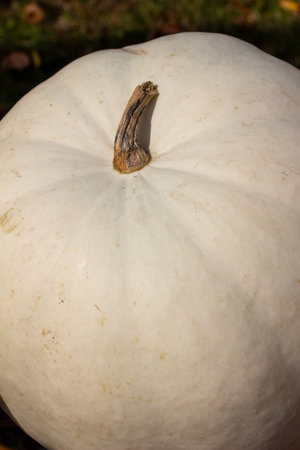 Full frame close up view of large ripe white Jack O' Lantern size pumpkins with defocused outdoor background and copy space