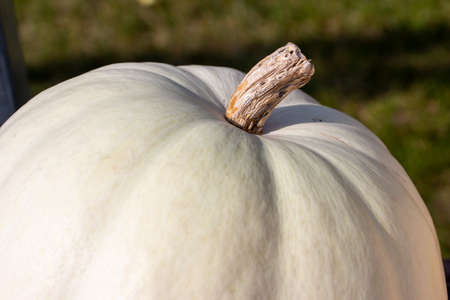 Full frame close up view of large ripe white Jack O' Lantern size pumpkins with defocused outdoor background and copy spaceの写真素材