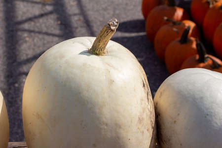 Full frame close up view of large ripe white Jack O' Lantern size pumpkins with defocused outdoor background and copy spaceの写真素材