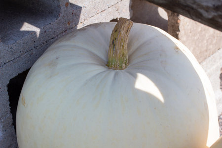 Full frame close up view of large ripe white Jack O' Lantern size pumpkins with defocused outdoor background and copy spaceの写真素材