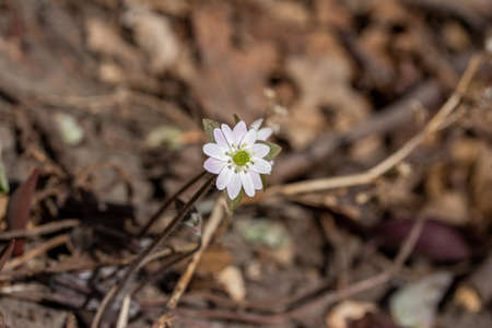 This image shows a closeup view of a cluster of uncultivated Sharp-lobed Hepatica (anemone acutiloba) wildflowers growing wild in their natural woodland environment in early spring.の写真素材