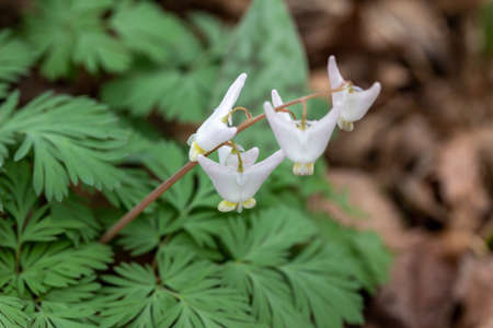 This image shows a macro abstract texture background of uncultivated white Dutchman's Breeches (Dicentra cucullaria) wildflowers growing in their native woodland habitat in early spring.の写真素材