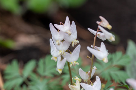 This image shows a macro abstract texture background of uncultivated white Dutchman's Breeches (Dicentra cucullaria) wildflowers growing in their native woodland habitat in early spring.の写真素材