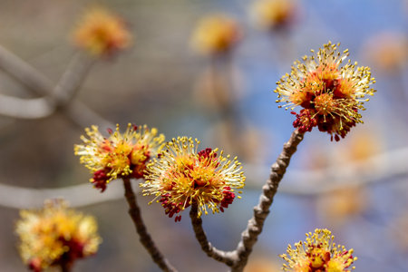 This image shows a macro abstract texture background of bright red and yellow blossoms and buds on a red maple tree (acer rubrum) in early spring, with defocused blue sky background.の写真素材
