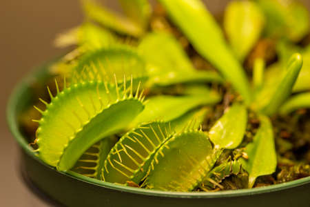 This image shows a full frame macro abstract texture view of an indoor potted Venus flytrap houseplant (dionaea muscipula).の写真素材