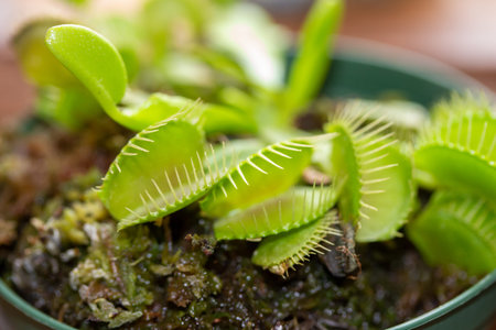 This image shows a full frame macro abstract texture view of an indoor potted Venus flytrap...