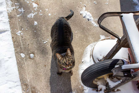 This images shows a high angle view of a brown and black tabby cat directly below the camera, looking up from a snow dusted sidewalk next to a wheelbarrow.の写真素材