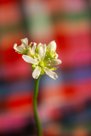 This image shows a macro abstract defocused view of a small white blooming flower stalk on a Venus flytrap houseplant with a defocused background.の写真素材