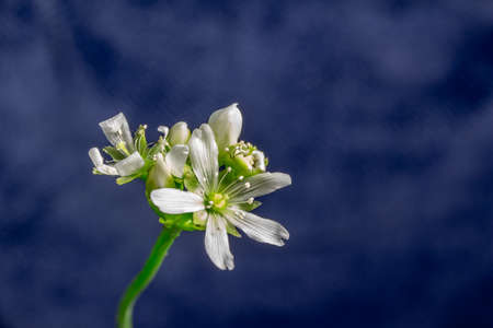 This image shows a macro abstract defocused view of a small white blooming flower stalk on a Venus flytrap houseplant with a vibrant blue background.の写真素材