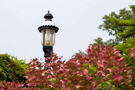 This image shows an abstract texture background of a vintage outdoor lamppost in an autumn hydrangea garden with blue sky.の写真素材