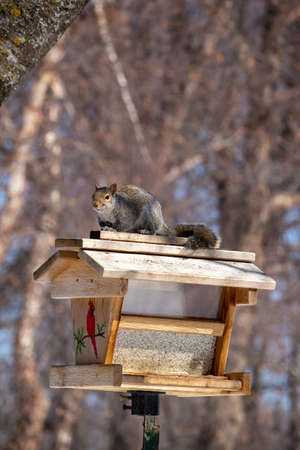 Close up nature view of a North American gray squirrel, sitting on top of a wooden bird feeder of safflower seeds, looking at the cameraの写真素材