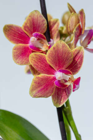 This image shows an abstract close up view of yellow and pink miniature phalaenopsis orchid blooms with white background.の写真素材