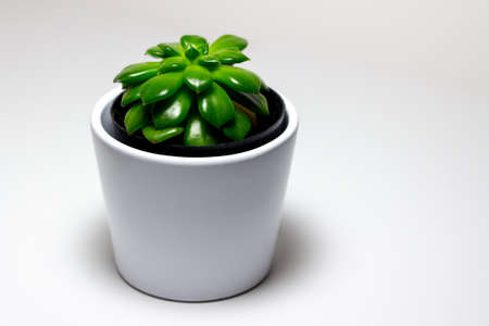 This image shows a macro view of a small young potted sedeveria letizia succulent houseplant in a white ceramic pot, with neutral background.の写真素材
