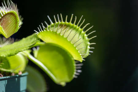 This image shows a macro abstract texture view of a Venus flytrap (dionaea muscipula) carnivorous houseplant with defocused background.の写真素材