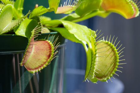 This image shows a macro abstract texture view of a Venus flytrap (dionaea muscipula) carnivorous...