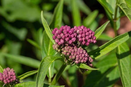 This image shows a macro abstract view of a cluster of budding pink swamp milkweed (asclepias incarnata) flower buds with defocused foliage background. Also called rose milkweed or swamp silkweed.の写真素材