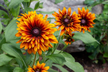 This image shows a close-up landscaped view of bright red, orange and yellow double-blooming rudbeckia hirta flower blossoms in a sunny summer ornamental rock garden.の写真素材