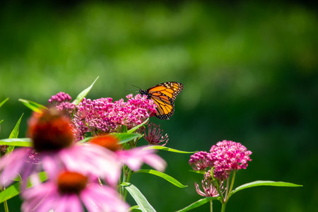 This image shows an abstract macro view of a monarch butterfly feeding on the flower blossoms of an attractive rosy pink swamp milkweed plant (asclepias incarnata), with defocused background.の写真素材