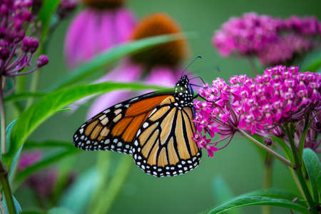 This macro abstract image shows a monarch butterfly feeding on the rosy pink blossoms and buds of a swamp milkweed plant (asclepias incarnata) in a sunny garden, with defocused background.の素材 [FY310184355313]