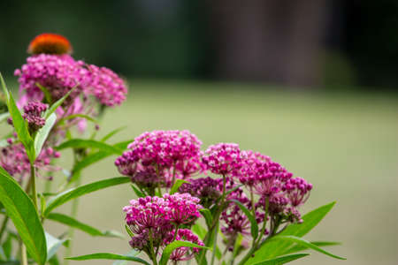 This image shows a close up view of an attractive pink swamp milkweed flower (asclepias incarnata) in bloom, with defocused background.の写真素材