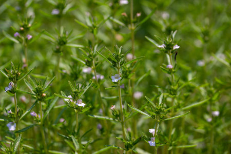 This image shows a close-up texture background of summer savory herb plants (satureja hortensis)...
