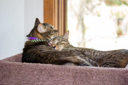 Close up view of two gray and brown striped domestic tabby cats cuddling to sleep in a carpeted cat towerの写真素材
