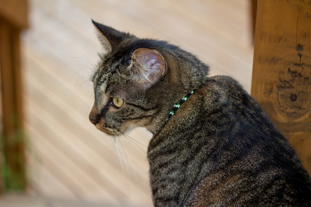 Close up portrait view of a gray and brown striped domestic tabby cat with defocused outdoor wooden deck backgroundの写真素材