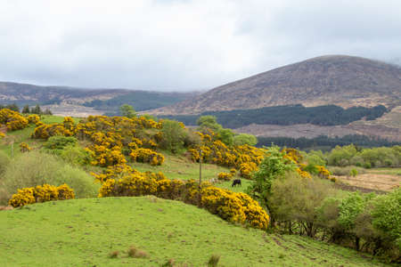 Scenic landscape of central Scotland with cattle and a view of the Scottish highlandsの写真素材