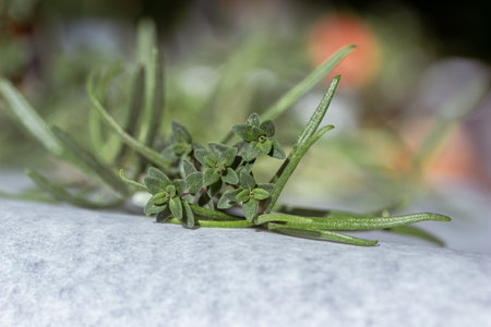Macro abstract texture view of sprigs of thyme (thymus) and rosemary (salvia rosmarinus) herbs together on a defocused white parchment paper backgroundの写真素材