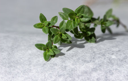 Macro abstract texture view of a sprig of thyme (thymus vulgaris) herb on a defocused white parchment paper background with copy space.の写真素材