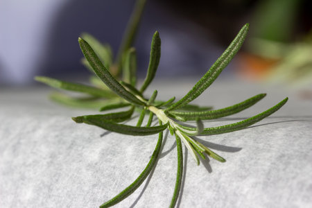 Macro abstract texture view of a sprig of rosemary (salvia rosmarinus) herb on a defocused white parchment paper background.の写真素材