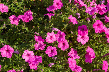 Texture background of pink petunia flower blossoms in a bright sunny butterfly garden.の写真素材