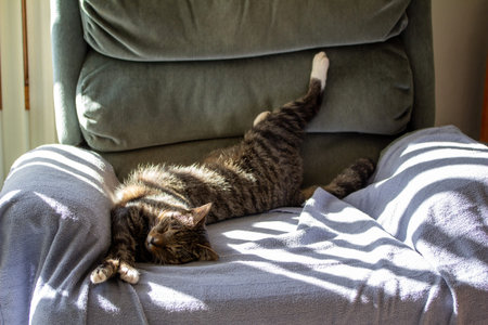 Stretched out view of a sleeping gray striped tabby cat on a recliner chairの写真素材
