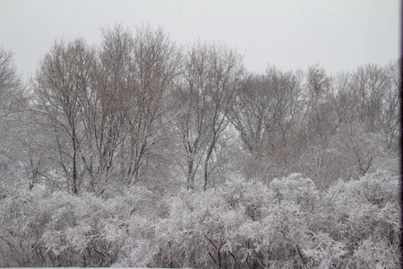 Winter landscape with snow covered trees and bushes on a cold winter dayの写真素材