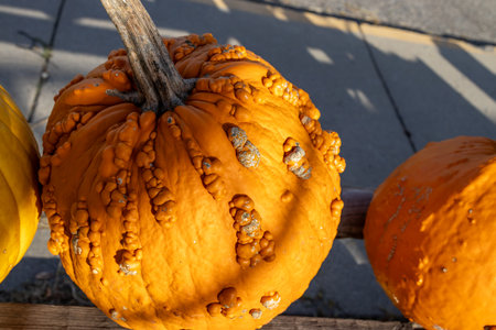 Halloween pumpkins on display at local farmers market in Autumn.の写真素材