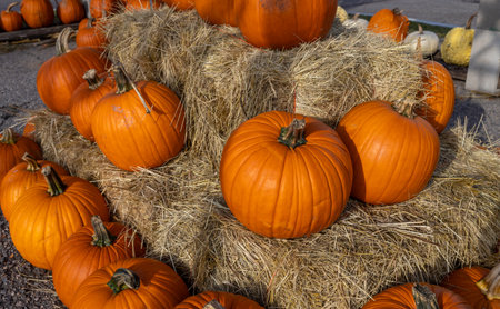 Pumpkin market on sunny Autumn day. Colorful pumpkins background.の写真素材