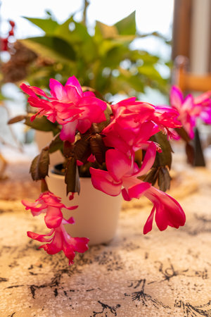 Pink Christmas cactus in a vase on a table in a cafeの写真素材