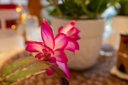 Beautiful pink Christmas cactus flower in a pot on the tableの写真素材