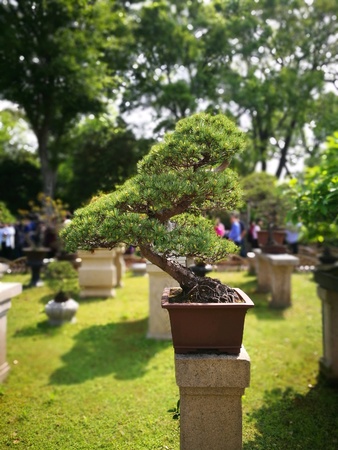 Bonsaiの素材