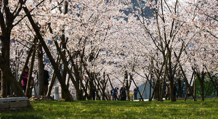 sakuraのeditorial素材