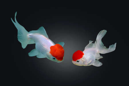 Two goldfishの写真素材
