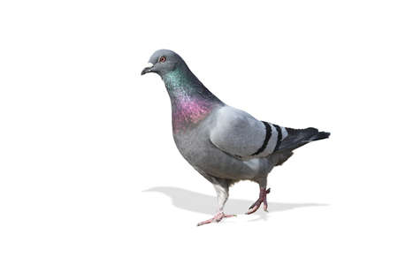 Doveの写真素材