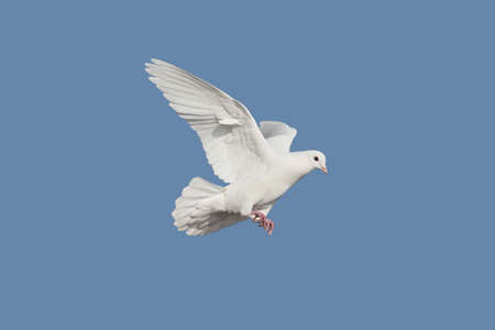 Doveの写真素材