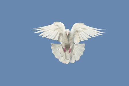 Doveの写真素材