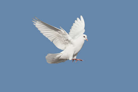 Doveの写真素材