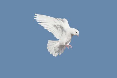 Pigeonの写真素材