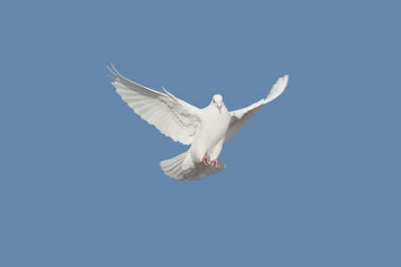 Pigeonの写真素材