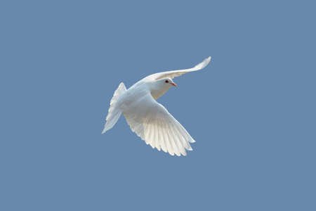 Doveの写真素材