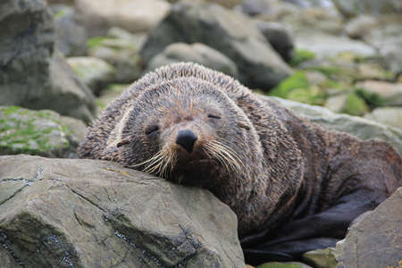 New Zealand fur seals in the NAPの写真素材