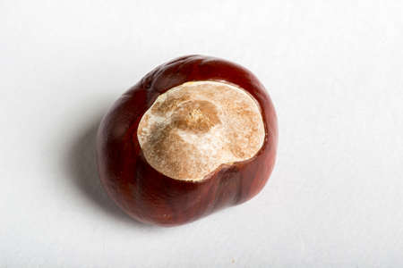Set of delicious chestnuts on white bacgroundの写真素材